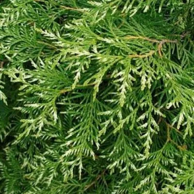 Туя СМАРАГД ВАРИЕГАТА западная в Великом Новгороде