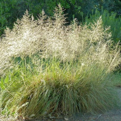 Каплесеменник воздушный в Великом Новгороде