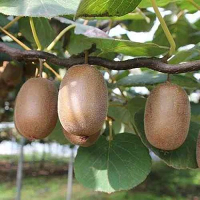 Актинидия ЗАКАРПАТЬЕ деликатесная в Великом Новгороде