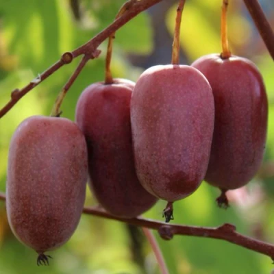 Актинидия ПУРПУРНО САДОВАЯ  аргута в Великом Новгороде