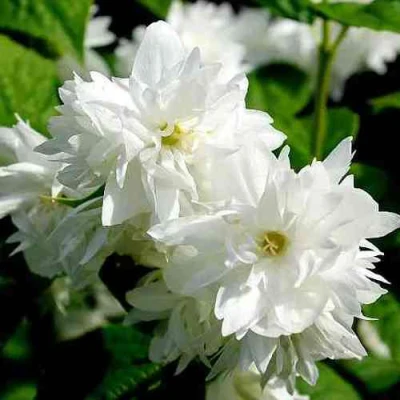 Жасмин ДАМ БЛАНШ в Великом Новгороде