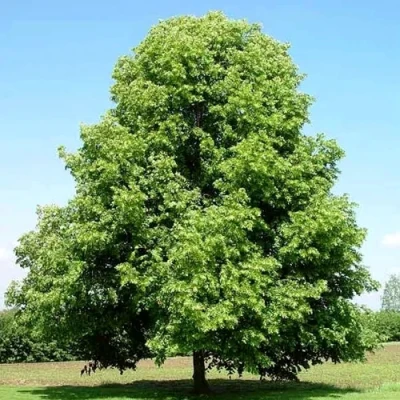 Липа мелколистная в Великом Новгороде