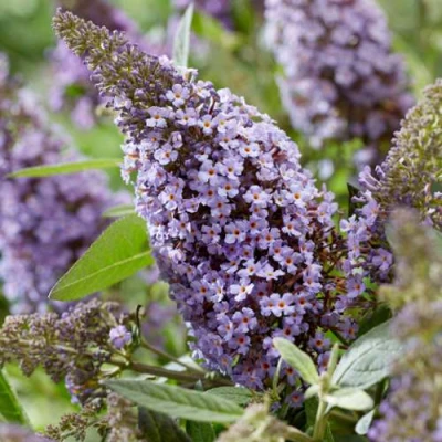 Буддлея давида БАТТЕРФЛЯЙ КАНДИ ЛИЛА СВИТХАРТ в Великом Новгороде