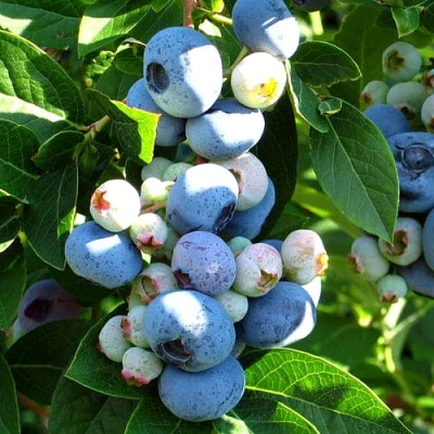 Голубика ВЕЙМУТ в Великом Новгороде