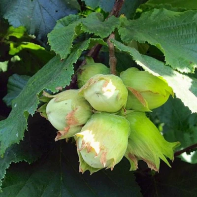 Фундук ТАМБОВСКИЙ РАННИЙ в Великом Новгороде