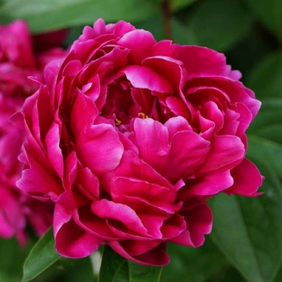 Пион ЛУИ ВАН-ГУТТ травянистый в Великом Новгороде