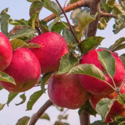 Яблоня РОЖДЕСТВЕНСКОЕ в Великом Новгороде