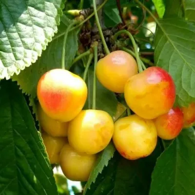 Черешня ЯНТАРНАЯ в Великом Новгороде