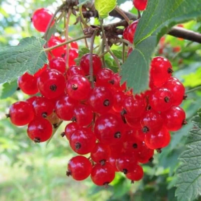 Смородина красная КРАСНАЯ АНДРЕЙЧЕНКО в Великом Новгороде