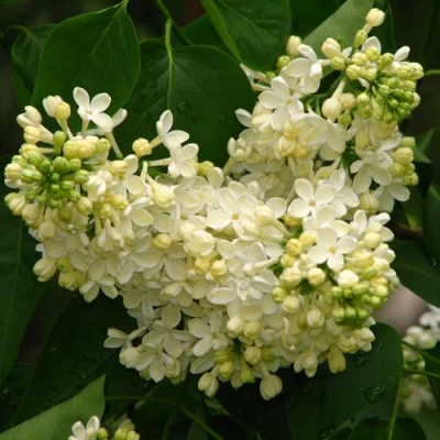 Сирень ПРИМРОУЗ в Великом Новгороде