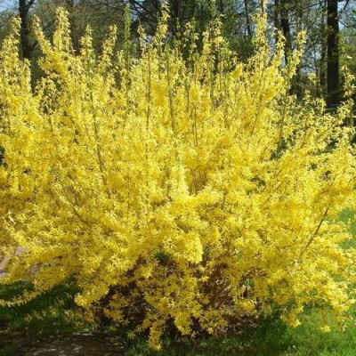 Форзиция ФОРЧУНА в Великом Новгороде