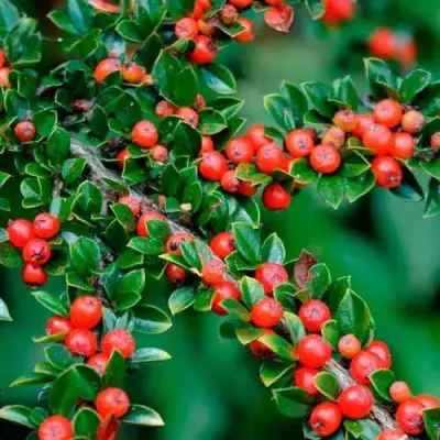 Кизильник горизонтальный в Великом Новгороде