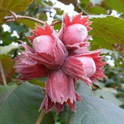 Фундук СКАРЛЕТТ в Великом Новгороде