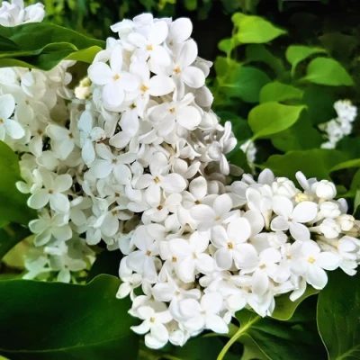 Сирень МАЛЕНЬКИЙ ПРИНЦ в Великом Новгороде