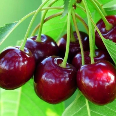 Вишня ВЯНОК в Великом Новгороде