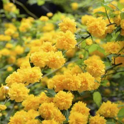 Керрия японская АУРЕОВАРИЕГАТТА в Великом Новгороде