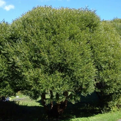 Ива ломкая  в Великом Новгороде