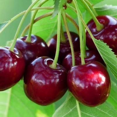 Дюк ЖИВИЦА (ЧЕРЕВИШНЯ) в Великом Новгороде