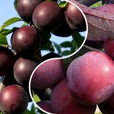 Комплект ИЗЮМИНКА САДА в Великом Новгороде