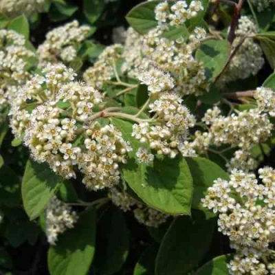 Кизильник пузырчатый в Великом Новгороде