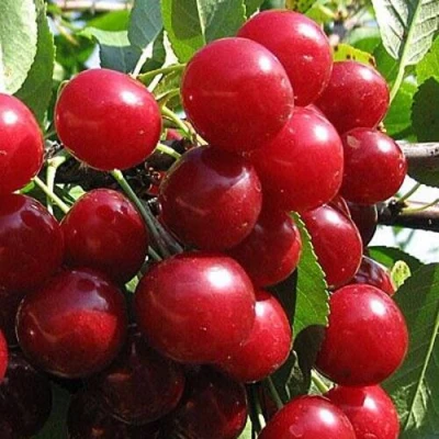 Вишня ГЛУБОКСКАЯ в Великом Новгороде