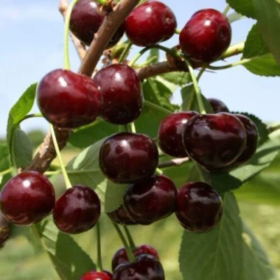 Вишня ГРИОТ БЕЛОРУССКИЙ в Великом Новгороде