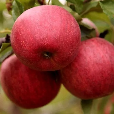 Яблоня ГАЛА ШНИГА в Великом Новгороде