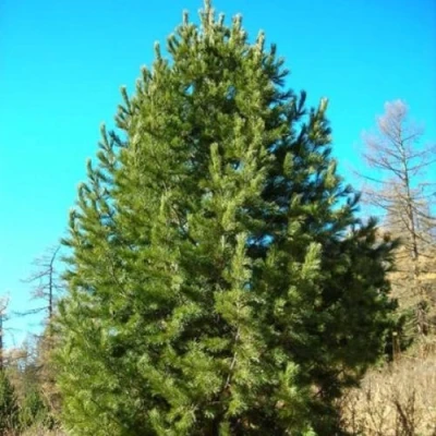 Сосна кедровая сибирская в Великом Новгороде