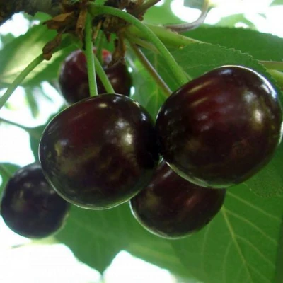 Дюк КСЕНИЯ (ЧЕРЕВИШНЯ) в Великом Новгороде