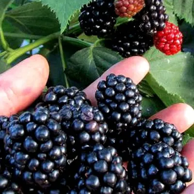 Ежевика ЭВЕРГРИН бесшипная в Великом Новгороде