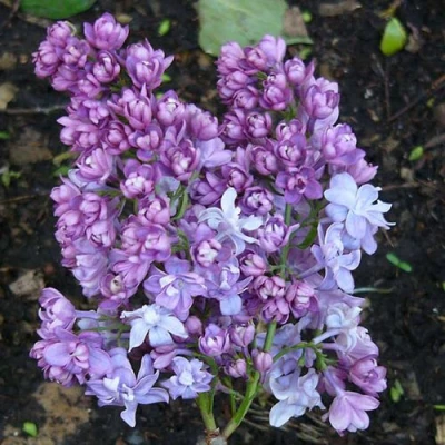 Сирень НАДЕЖДА в Великом Новгороде