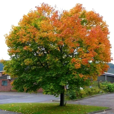 Клен остролистный в Великом Новгороде