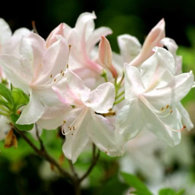 Азалия УАЙТ ЛАЙТС листопадная в Великом Новгороде