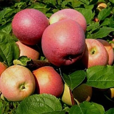 Яблоня СЛАВА ПОБЕДИТЕЛЯМ в Великом Новгороде