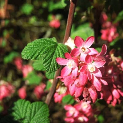 Смородина кроваво-красная ПУЛБОРО СКАРЛЕТ  в Великом Новгороде