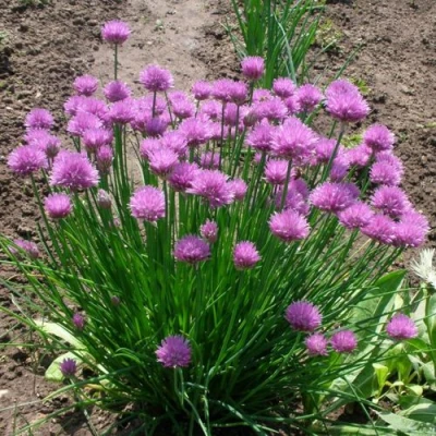 Лук-шнитт в Великом Новгороде