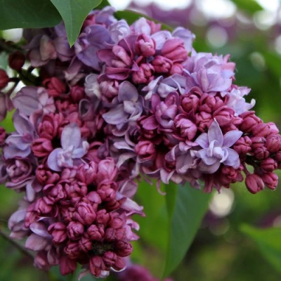 Сирень П.П.КОНЧАЛОВСКИЙ в Великом Новгороде