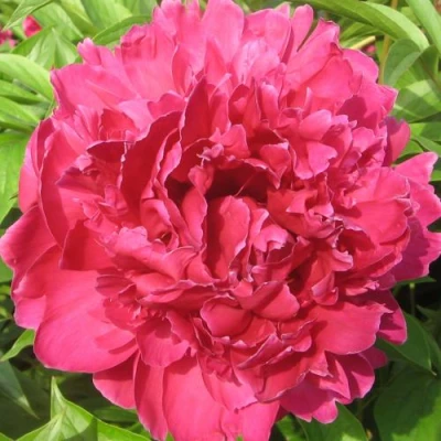 Пион ПУРПУРНЫЙ ФЕНИКС травянистый в Великом Новгороде