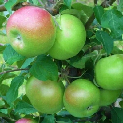 Яблоня НАВАВИТА в Великом Новгороде