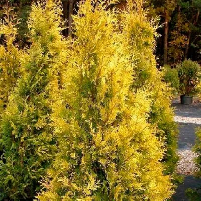 Туя ЕВРОПА ГОЛД западная в Великом Новгороде