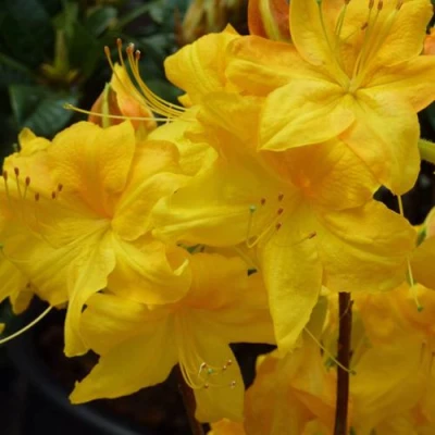 Азалия ЛИМЕТТА листопадная  в Великом Новгороде