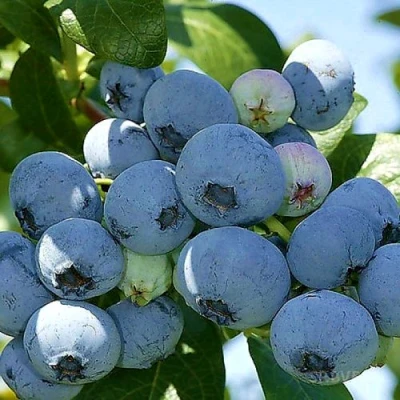 Голубика НУИ в Великом Новгороде