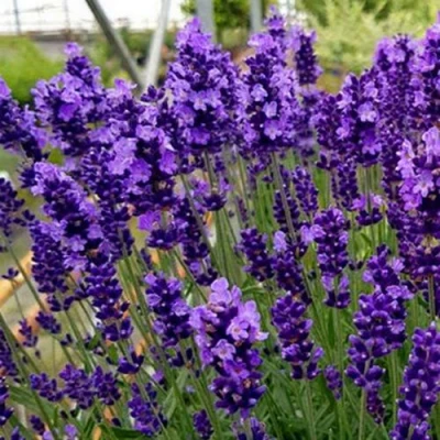 Лаванда ХИДКОТ БЛЮ узколистная в Великом Новгороде