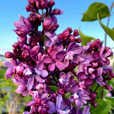 Сирень ВИОЛЕТТА в Великом Новгороде