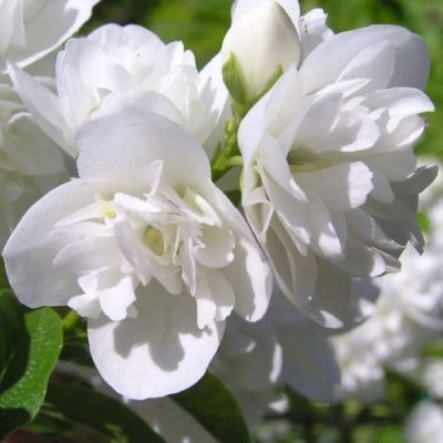 Жасмин ЖИРАНДОЛЬ в Великом Новгороде