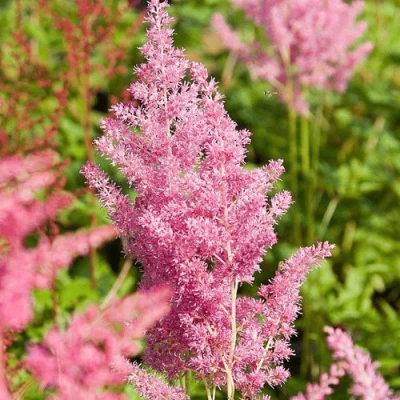Астильба РЕЙНЛЕНД японская в Великом Новгороде