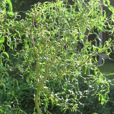 Ива МАТСУДАНА в Великом Новгороде