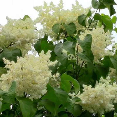 Сирень АМУРСКАЯ в Великом Новгороде