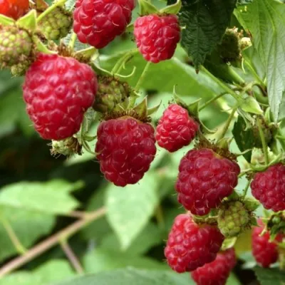 Малина ПРИМАРА в Великом Новгороде