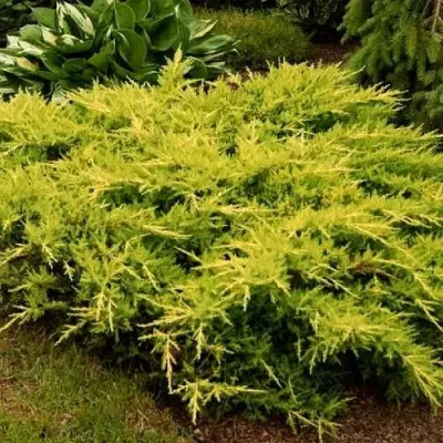 Можжевельник МОРДИГАН ГОЛД средний в Великом Новгороде